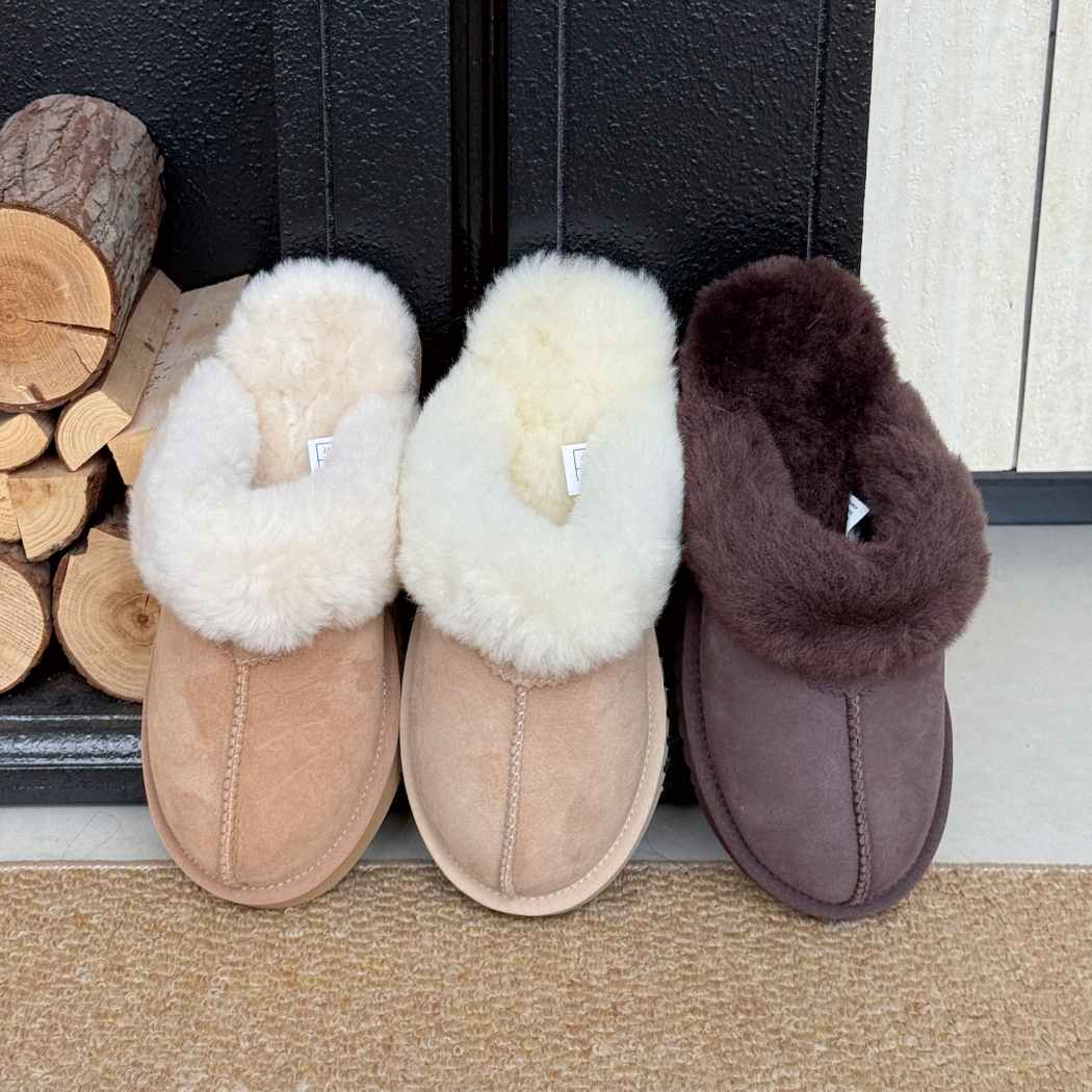 Australian Shepherd Cozy AS 2004 Cream, Chestnut and Chocolate top view